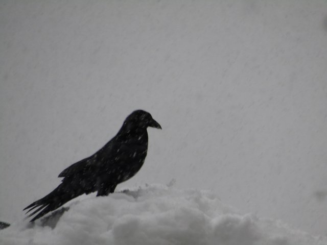 raven in snow